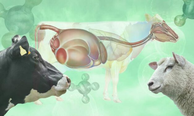 NUTROVI y ALIRUM – Nutrición de ovino y Alimentación de Rumiantes